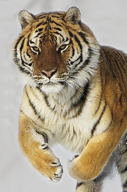 Tigre (Miniatura 446x674 px)