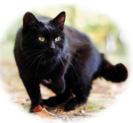 gatto nero (Miniatura 219x203 px)